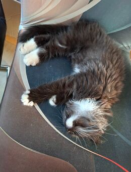 Mixkätzchen suchen ein zu Hause ,,abgabebereit,, - Niederwiesa