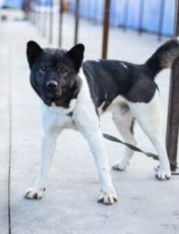 Akita-Mix Nemo! - München