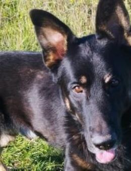 Freddy braucht euch dringend - Olsberg