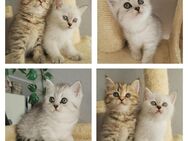 BKH Kitten - Ludwigshafen (Rhein)