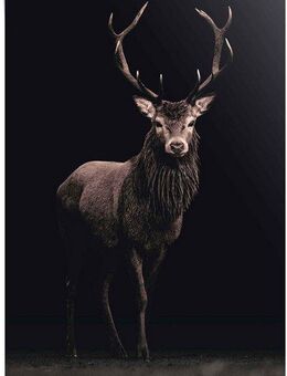 Reinders! Poster Poster Hirsch, Hirsche (1 St)