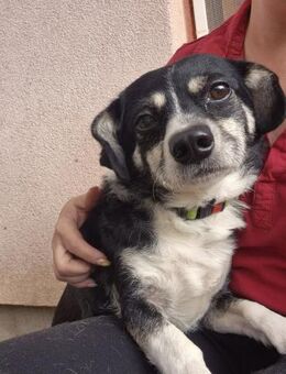 💛 Happy kleiner Dackelmix mit großem - Kassel