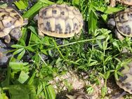 Schildkröten Babys griechische Landschildkröten mit Cites Papieren - Weiden (Oberpfalz) Zentrum