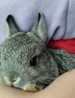 Kleinbleibende Farbenzwerg Zwergkaninchen Kaninchen Chinchilla Hase Zwerg Baby Minizwerge Emsdetten - Emsdetten