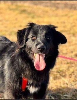 🐶Fröhliche Hündin Kira 2🐶 - Eislingen (Fils)