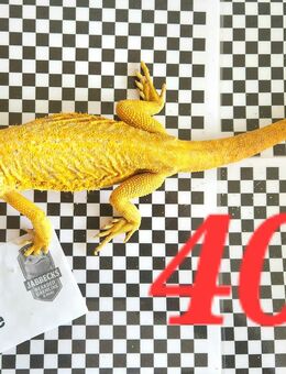 Verkaufe adulte Pogona Vitteceps - Bartagamen ready to Breed - Hamm Houten - Kreuzau