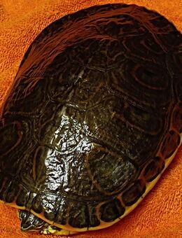 Männl. Wasserschildkröte zum Verkauf - Waldkraiburg