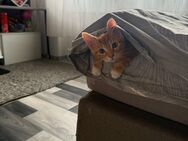 Kitten (m) sucht ein liebevolles Zuhause - Trier