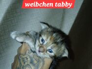 xxl maine coon kitten black smoke kater - Bad Kissingen