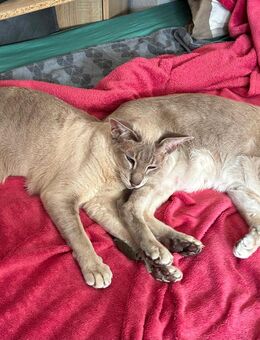 DRINGEND 2 liebevolle Katzen suchen ein neues Zuhause - Wuppertal