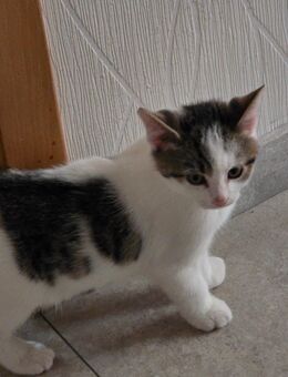 Kitten - Gronau (Westfalen)