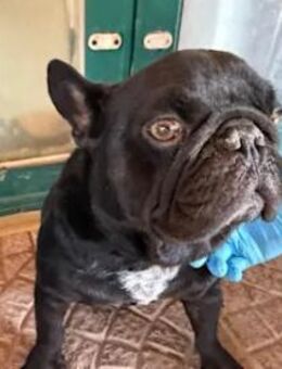 Stick - eine misshandelte Bulldogge - Regensburg