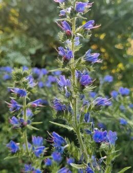 Gewöhnlicher Natternkopf (Echium vulgare) - Horgenzell