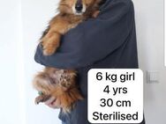 Kleine Lotte 2 Jahre 30 cm sucht - Köln