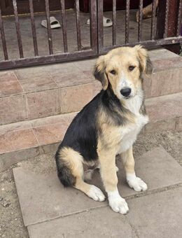 Freundlicher Kylo - Tholey