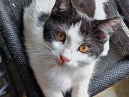 -NASA- Schwarz/Weiß Mix Kitten | Junge - Hannover