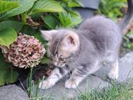 Bengal Kitten, Bengal Mischlingskätzchen - Heinsberg