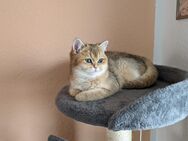 Katze sucht liebevolles Zuhause - Dortmund