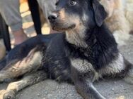 Sehr fröhlicher Pepper sucht ab Juni! - Berlin