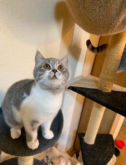Baby junger Kater BKH .Mama BKH Papa Perser. 4 Monate alte - Mainz