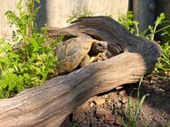 Griechische Landschildkröten verschiedener Schlupfjahre abzugeben 🐢 - Büchenbach