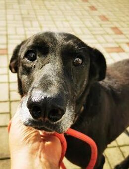 Zoran, Einzelhund, su. Grundstück - Heinsdorfergrund