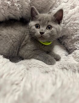 Süsse bkh kitten abgabebereit - Aachen