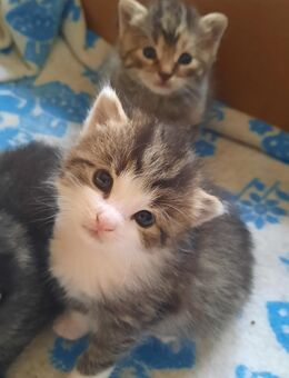 Kleiner Kater - Freital