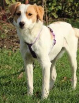 Roma sucht ihre Lieblingsmenschen... - Hagen (Stadt der FernUniversität)