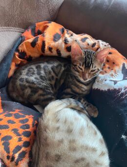 6 Bengal kitten suchen ein schönes zu Hause - Frechen Zentrum