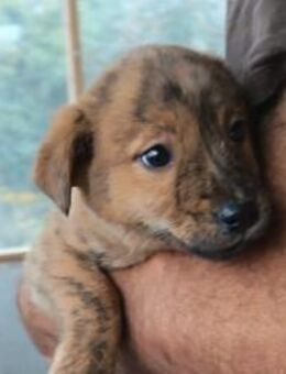 Timmy 💗 junger, aktiver, so lieber Bub! - Hamburg