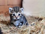 Kitten suchen bald ein neues Zuhause - Elpersbüttel