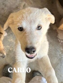 Carlo ein Dreikäsehoch aus dem 6-er W - Oberhausen (Rheinland-Pfalz)