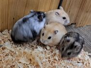 junge kleine Dsungaren dsungarischer Zwerghamster dschungarischer Hamster - Neustadt (Sachsen) Hohwald