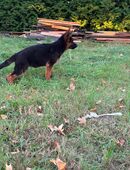 Reinrassige Deutsche Schäferhund Welpen in 32756