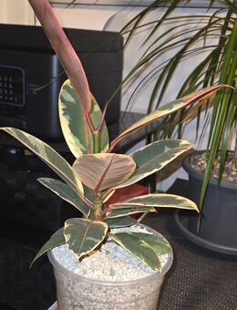 Ficus Elastica Tineke - Rödental