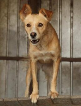 Arany - Die Goldige 🐾 - Elsdorf (Nordrhein-Westfalen)