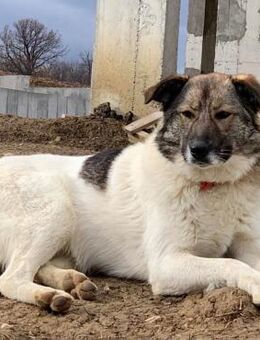 Die liebevolle Haila - Weilmünster