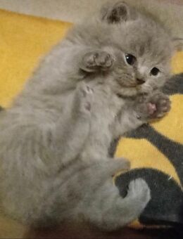 Reinrassige Bkh Kitten in blue - Brakel