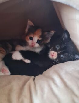 Heilige Birma Mix Kitten suchen neues Zuhause - Bitburg