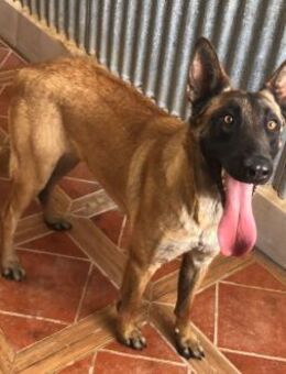 Kale nicht mehr gewollt Ho - Ludwigshafen (Rhein)