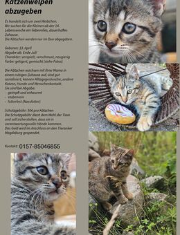 Katzenwelpen - Gommern