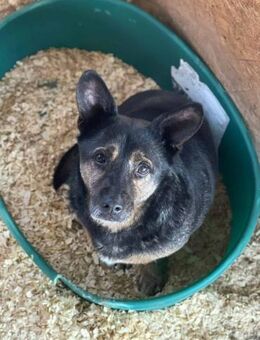 Max, klein aber oho 🐾 - Elsdorf (Nordrhein-Westfalen)