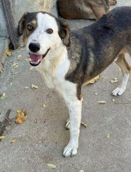 OTTO sucht Geborgenheit 🍀 - Sindelfingen