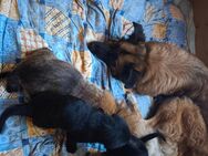 4 Labrador-Mischlings-Welpen suchen Ihr Traum-Zuhause - Dillenburg