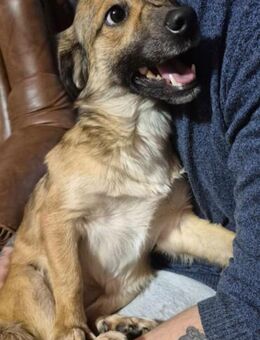 Kleine Sky sucht Kuschelnest - Bissingen