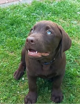 Labrador Rüde 12 Wochen, der letzte sucht noch. - Raddestorf