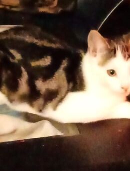 Kleines Katerchen - Itzehoe