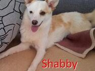 SHABBY ❤ sucht Zuhause oder Pflegestelle - Langenhagen