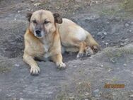 Bonny wartet schon 8 Jahre im Shelter 🐾 - Elsdorf (Nordrhein-Westfalen)